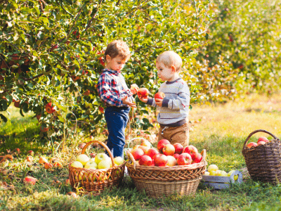 Toddlers apple picking in an apple orchard.