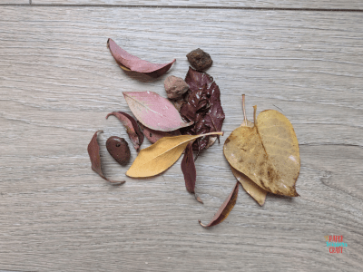 Leaves and other nature items to put into an ice suncatcher.