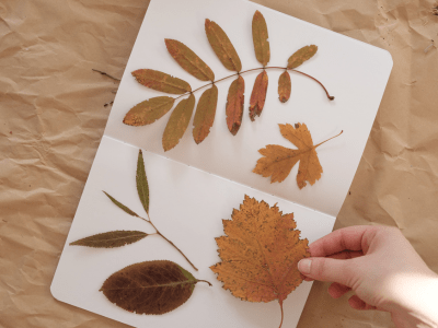 Various types of leaves being glued inside a card.