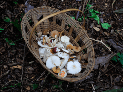 Wicker basket in the woods with a collection of mushrooms inside of it.